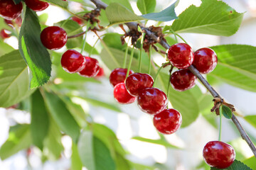 Ripe cherries hanging on a cherry tree branch. Sunrays on fruits growing in organic cherry orchard on a sunny day