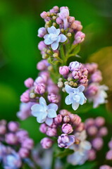 Lilac flowers on a branch in the garden in spring