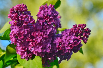 Lilac flowers on a branch in the garden in spring