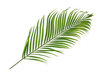 Palm leaf isolated on white