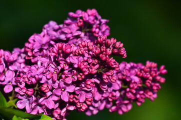 Lilac flowers on a branch in the garden in spring