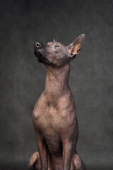 Studio shot of Xoloitzcuintli dog