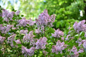 Lilac flowers on a branch in the garden in spring