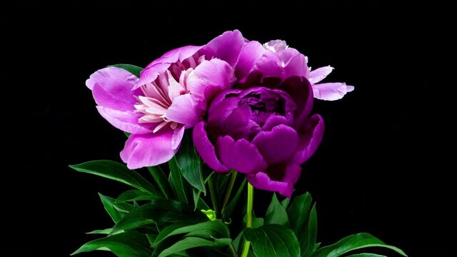 Beautiful pink peony flowers bouquet opening background. Blooming roses flower open, time lapse, closeup. Wedding backdrop, Valentine's Day concept. Bouquet on black backdrop, closeup 4K UHD timelapse