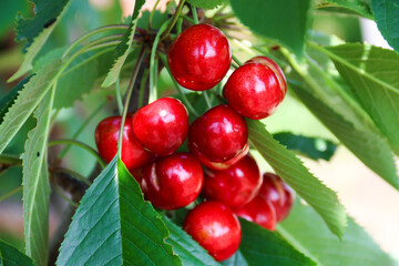 Ripe cherries hanging on a cherry tree branch. Sunrays on fruits growing in organic cherry orchard on a sunny day