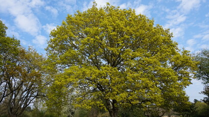 tree and sky