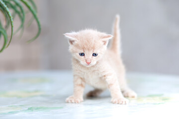 Obraz premium A small blue-eyed kitten - a gray striped, beige, red with a white breast on the table next to a pot of aloe. Walks, sniffs, screams, looks sad