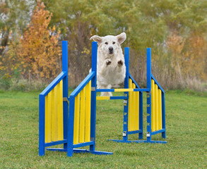 Agility Dog jumping over hurdle