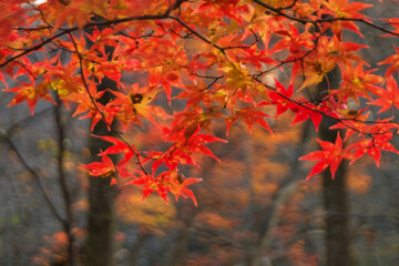 モミジの紅葉