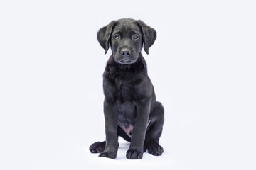 Labrador pup zittend op foto