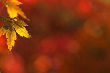 モミジの紅葉