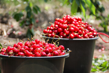 Collecting cherries in the garden. The boxes are freshly picked red cherries. Industrial cherry orchard. Buckets of collected sweet cherries. Close up view of green grass and full boxes