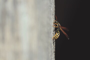 Polistes nimpha, dominula-group Paper Wasps. Black and yellow wasp close-up in profile on a wooden vertical light gray wall in sunlight against a black background outdoors. 
