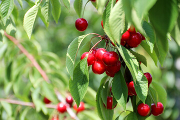 Obraz premium Ripe cherries hanging on a cherry tree branch. Sunrays on fruits growing in organic cherry orchard on a sunny day