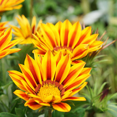 公園に咲くガザニアの花