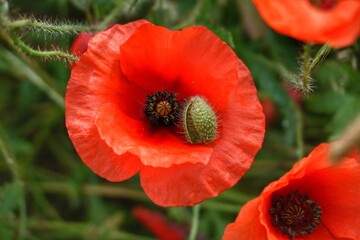 red poppy flower macro with bud