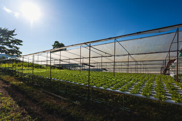 Fototapeta premium Hydroponics vegetable farm grown on water