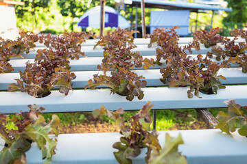 Hydroponics system for growing vegetables in the trough for healthy food in the vegetable farm.