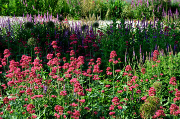 perennial beds in street plantings. Variegated rich stands of prairie hardy flowers blooming...