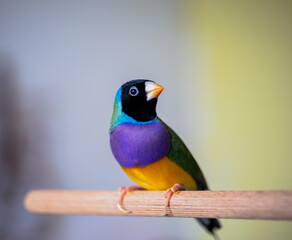 Gouldian Finch series. Green, with a black head and purple breasts, male. Landed on a stick. Close portrait.