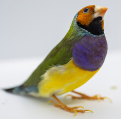 Gouldian Finch series. Green, with an orange head and purple breasts, male. Close portrait.