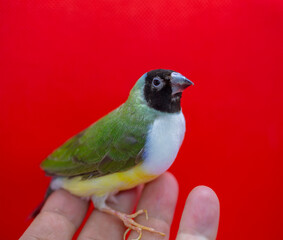 Gouldian Finch series. Green, with a black head and white breasts, female. Perched on my hand. Portrait on a red background.