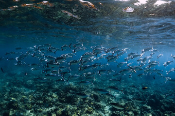 School of tuna fish in tropical ocean
