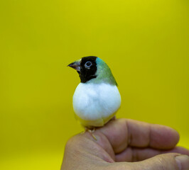 Gouldian Finch series. Green, with a black head and white breasts, female. Perched on my hand. Portrait on a green background.