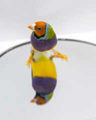 Gouldian Finch series. Green, with an orange head and purple breasts, male. Portrait in profile. In the mirror, with reflection.