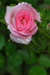 Rosa indica fragrans