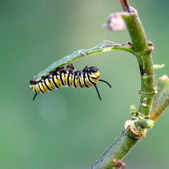Caterpillar