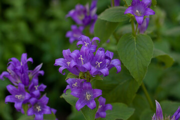 Background purple flowers bluebells in the garden among the greenery