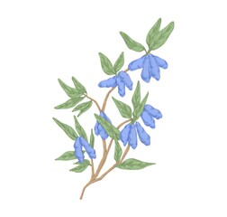 Honeysuckle branch with leaves and ripe berries. Vintage realistic botanical drawing of garden Lonicera plant with fruits. Hand-drawn detailed vector illustration isolated on white background