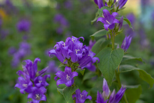 Background purple flowers bluebells broadleaf in the garden among the greenery