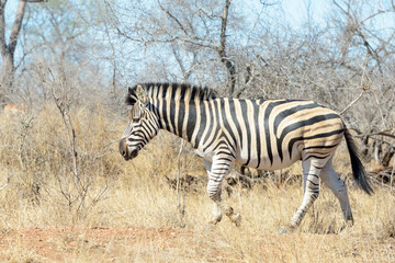 Burchell's Zebra (Equus burchelli) walking on savanna, Kruger National Park, South Africa.
