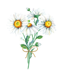 Bouquet of chamomile. Cute realistic flower for decoration design. Watercolor