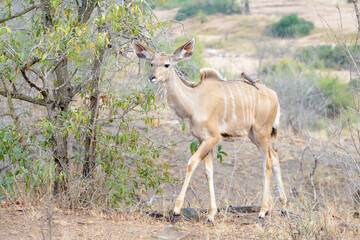 Fototapeta premium Greater Kudu (Tragelaphus strepsiceros) juvenile with red-billed oxpeckers (Buphagus erythrorhynchus), Kruger national park, South Africa.