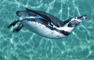 penguin in water
