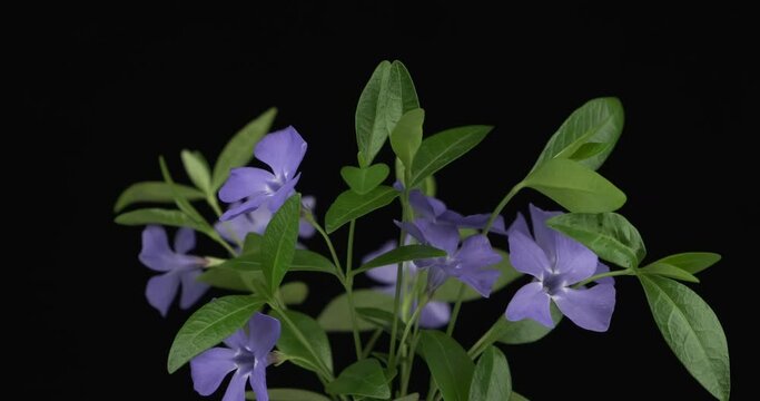 Rotation of the periwinkle branch. Close-up. Isolated on black background