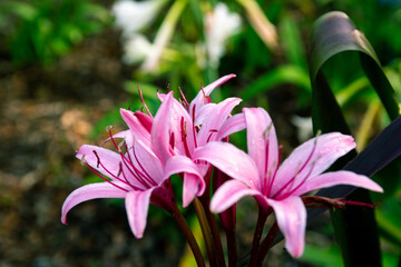 Lillies in bloom