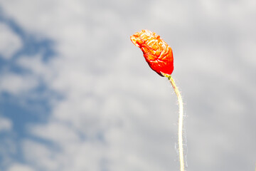 The poppy blooms and stretches to the sky against the background of clouds. A wild flower blooms in...