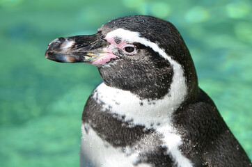close up of a penguin