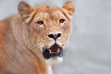 Obraz premium portrait of a lioness