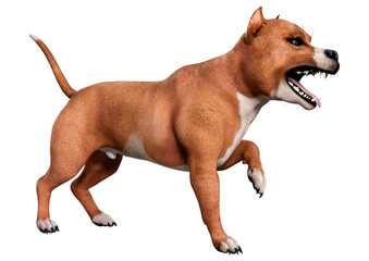 3D Rendering American Pit Bull Terrier on White
