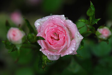 Rosa indica fragrans