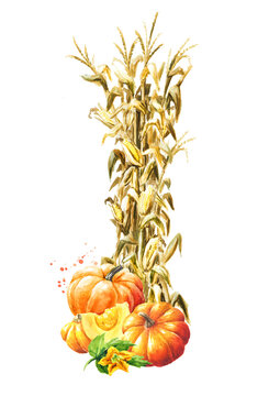 Autumn decoration made of dried corn stalks and ripe pumpkins,  Hand drawn watercolor illustration  isolated on white background