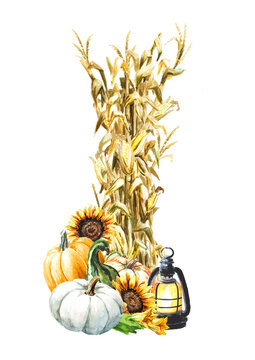 Autumn decoration made of dried corn stalks and ripe pumpkins, Hand drawn watercolor illustration  isolated on white background