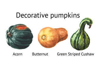 Decorative pumpkins set. Acorn, Butternun, Green Striped Cushaw. Watercolor hand drawn illustration isolated  on white background