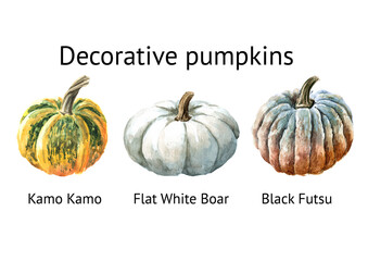 Decorative pumpkins set. Kamo Kamo, Flat White Boar, Black Futsu. Watercolor hand drawn illustration isolated  on white background