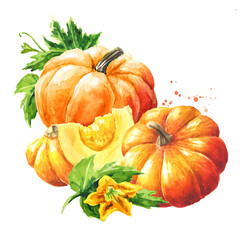 Fresh ripe yellow pumpkins or squash, with leaves and flower. Watercolor hand drawn illustration isolated  on white background